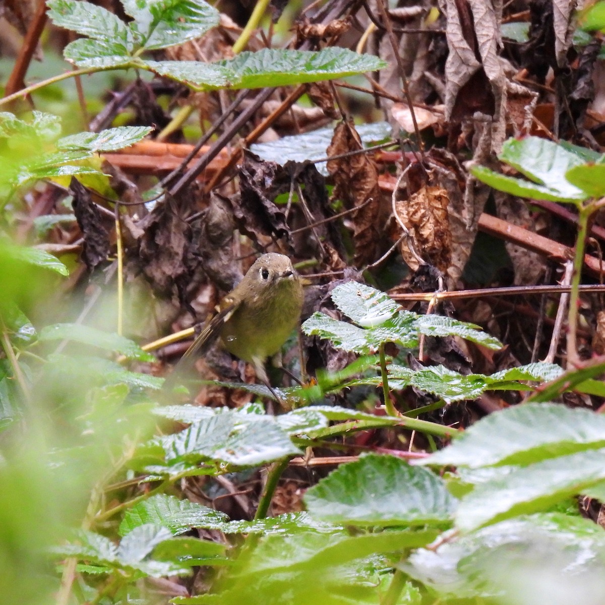Ruby-crowned Kinglet - ML609779195