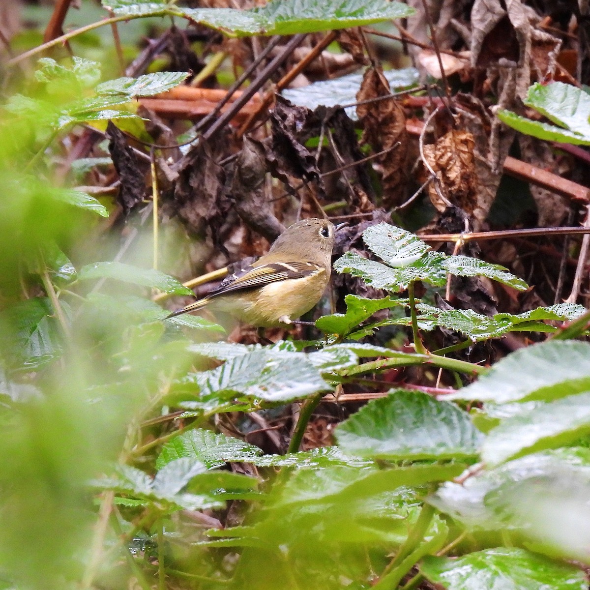 Ruby-crowned Kinglet - ML609779196