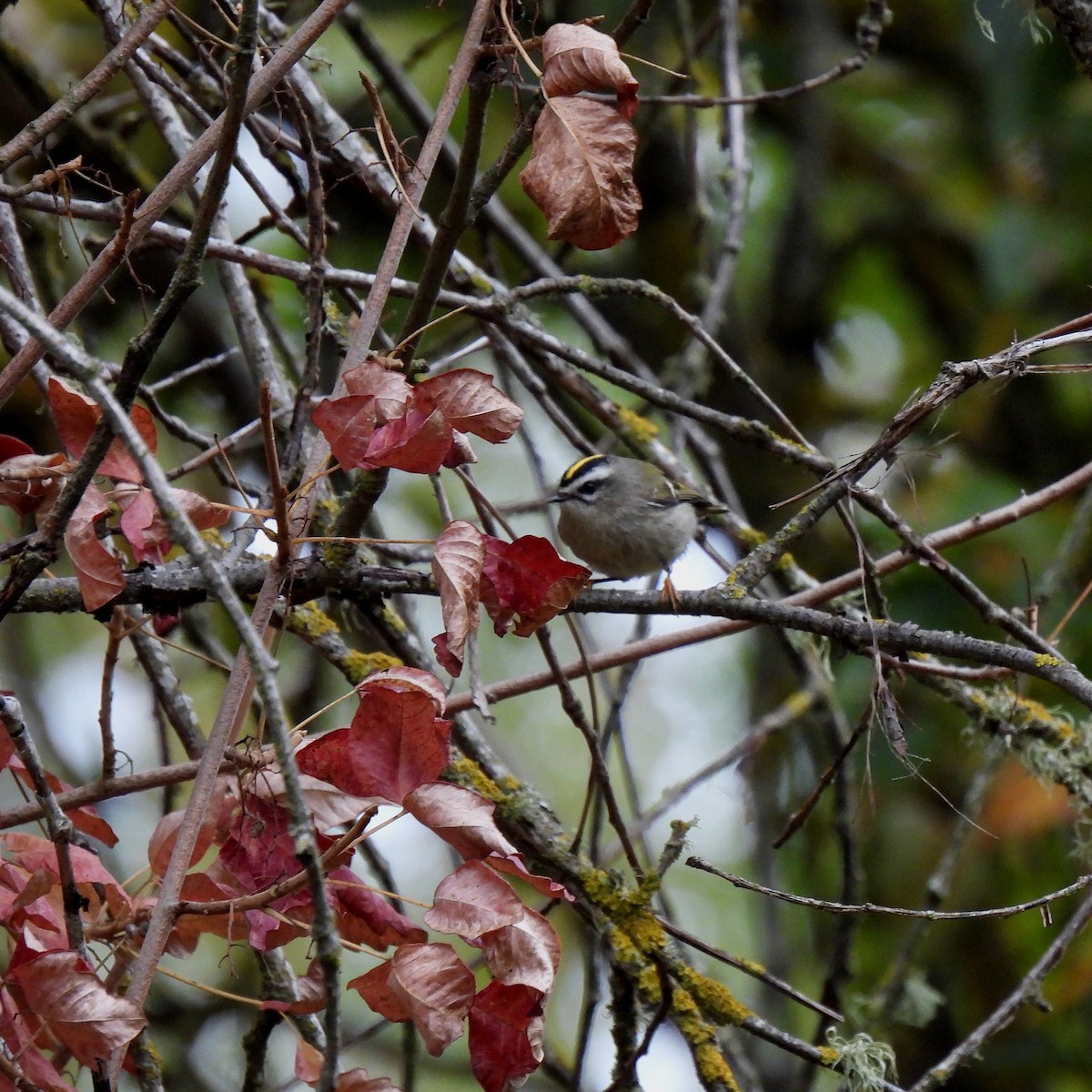 Golden-crowned Kinglet - ML609779214
