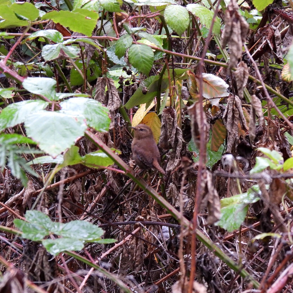 Pacific Wren - ML609779219