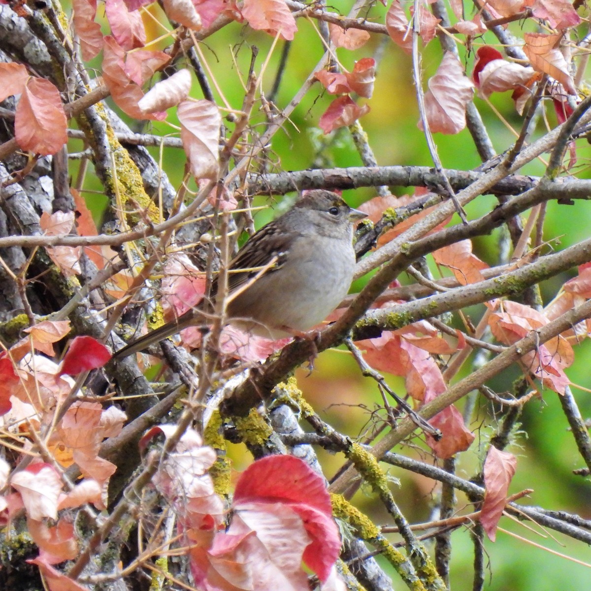 Golden-crowned Sparrow - ML609779231