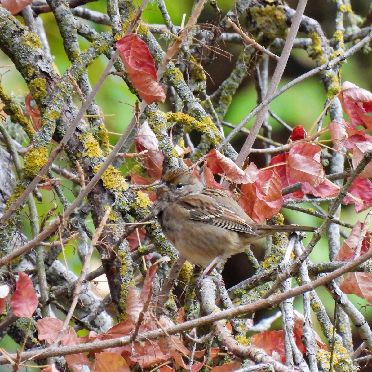 Golden-crowned Sparrow - ML609779232