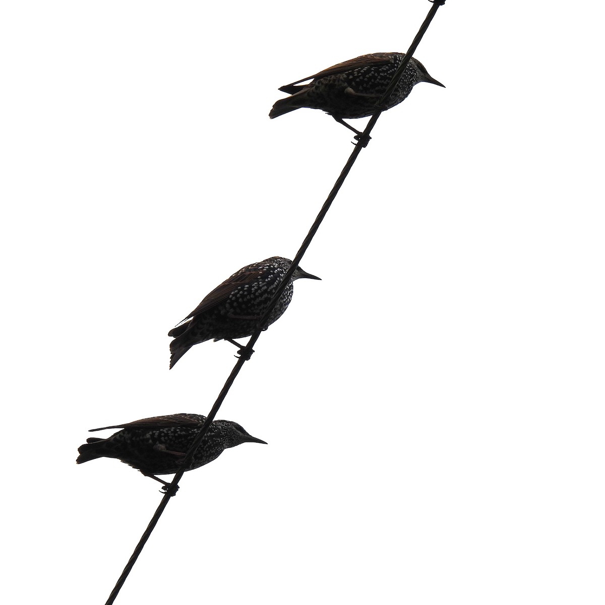 Хар тодол - ML609779249