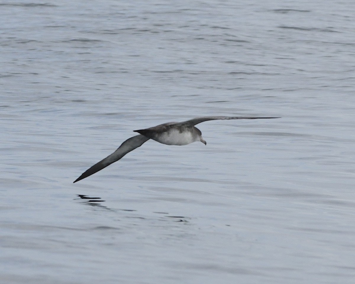 Pink-footed Shearwater - ML609779254