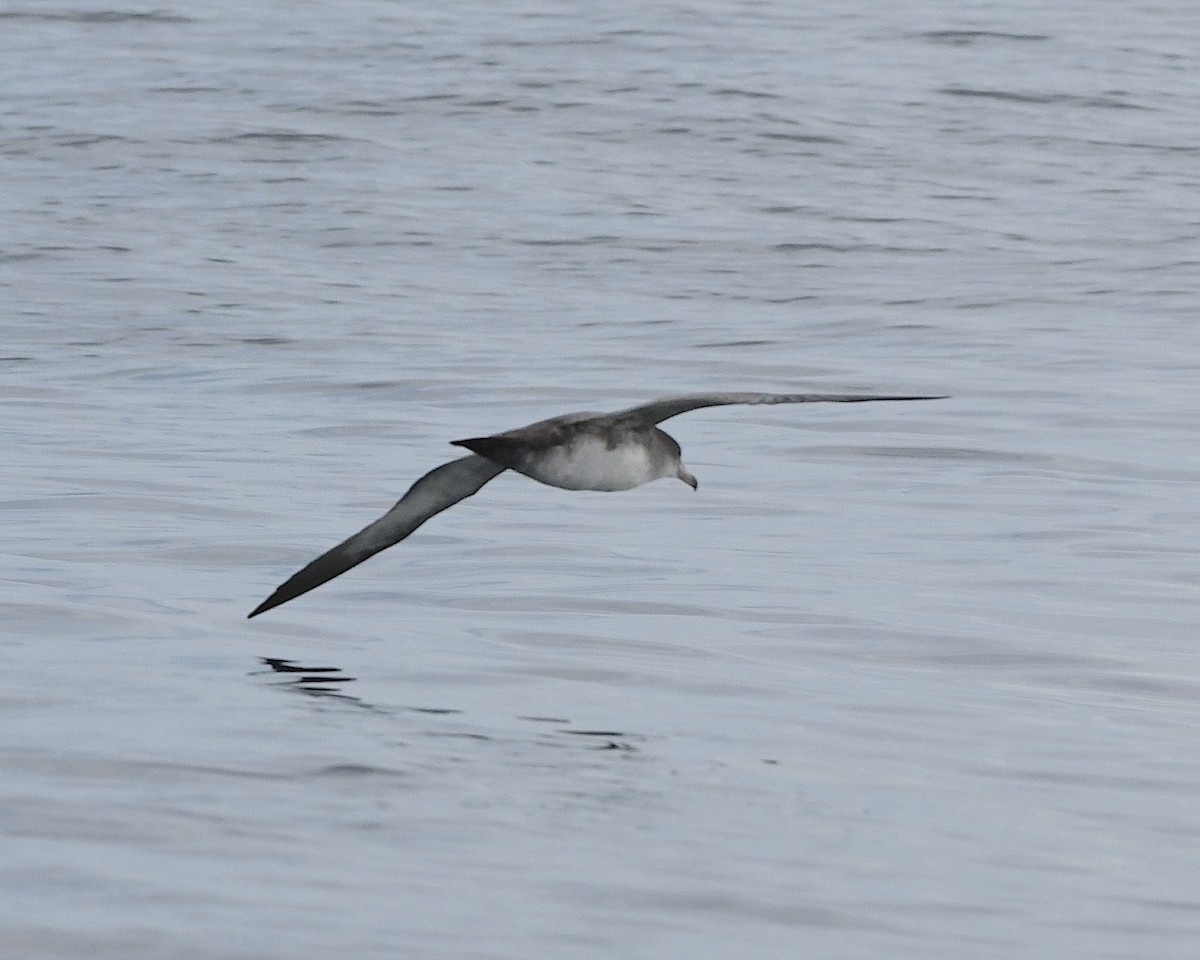 Pink-footed Shearwater - ML609779254