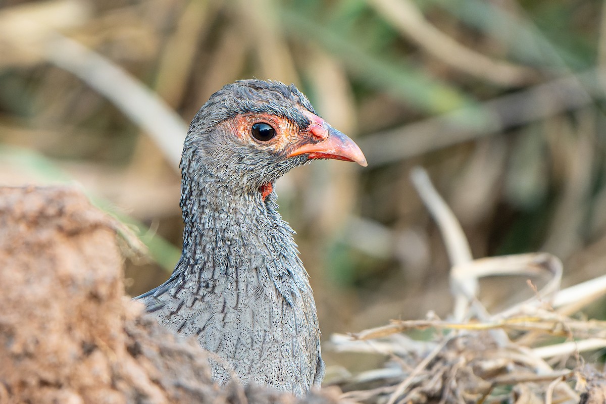 Red-necked Spurfowl - ML609779255