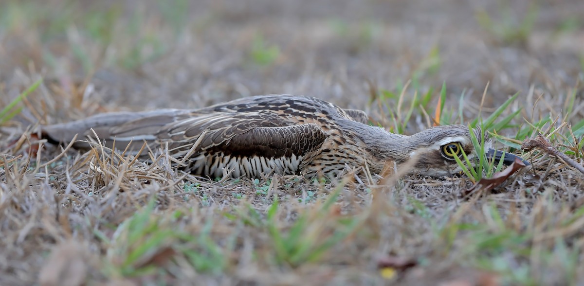 Bush Thick-knee - ML609779300