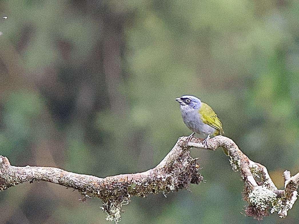 Blue-capped Tanager - ML609779305