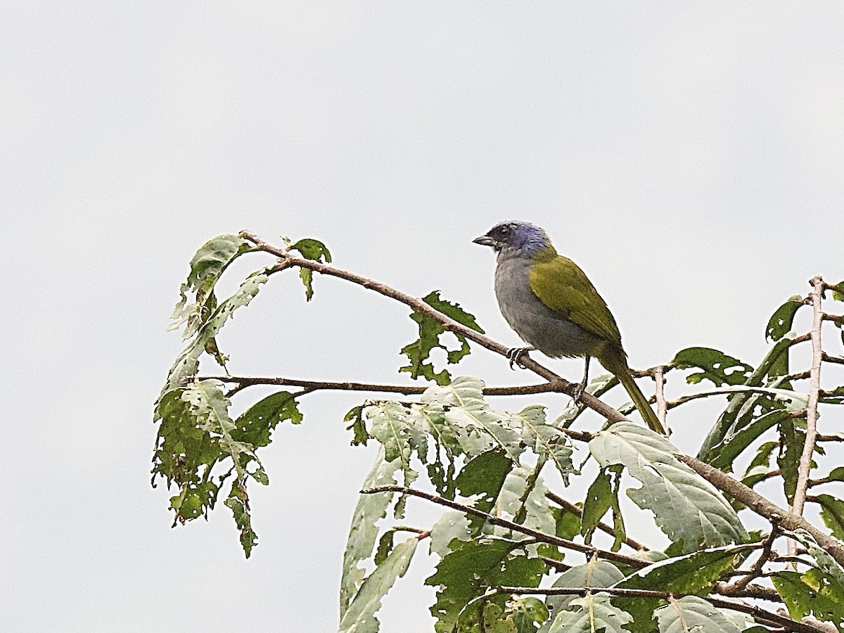 Blue-capped Tanager - ML609779306