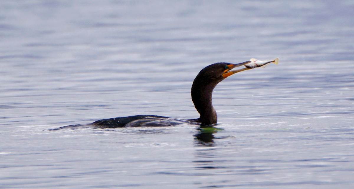 Double-crested Cormorant - ML609779309