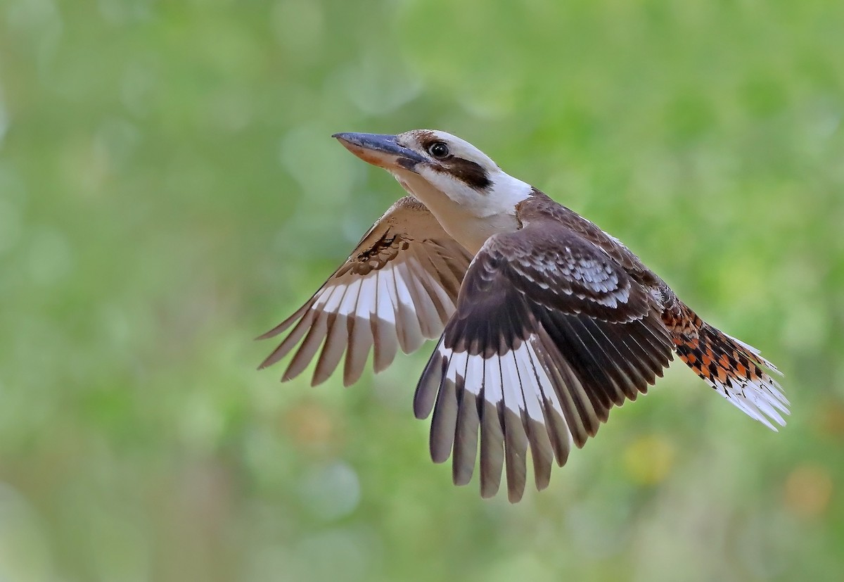 Laughing Kookaburra - ML609779310