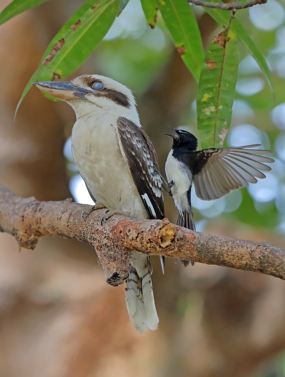 Laughing Kookaburra - ML609779311