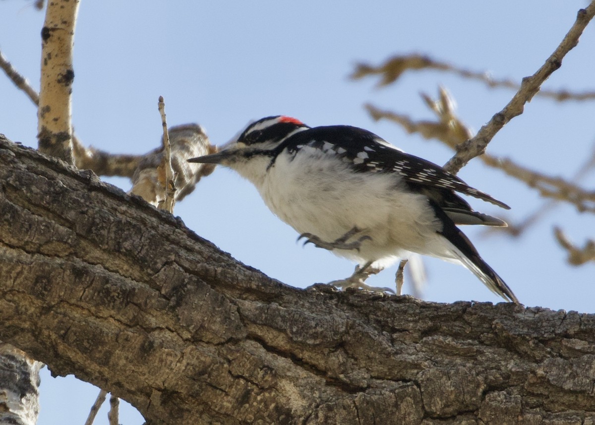 Hairy Woodpecker (Rocky Mts.) - ML609779326