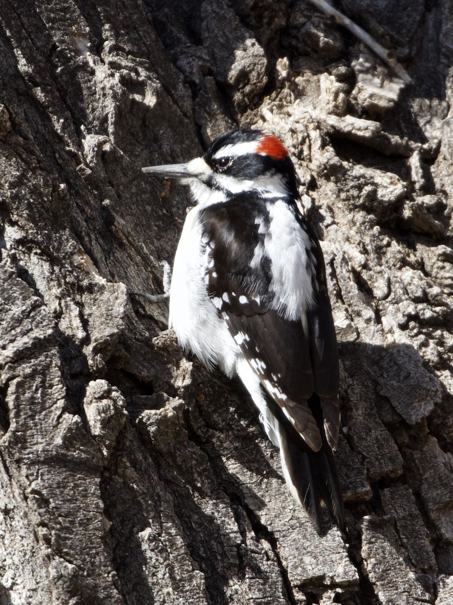 Hairy Woodpecker (Rocky Mts.) - ML609779327