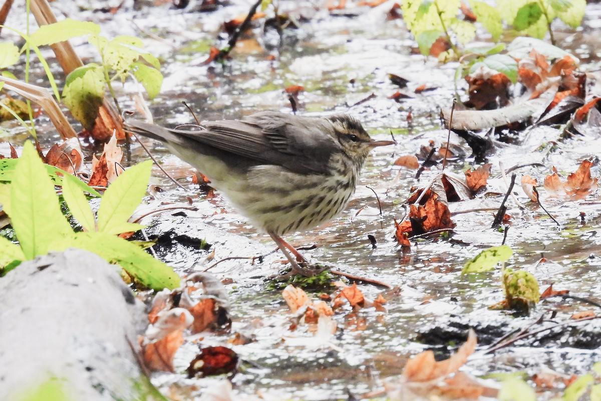 Northern Waterthrush - ML609779343