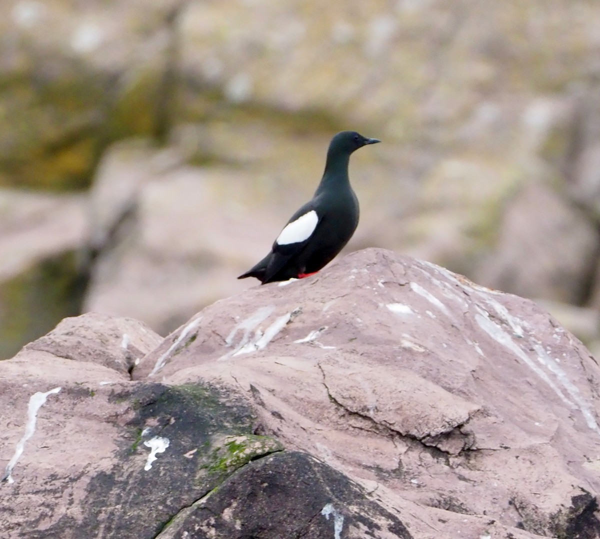 Black Guillemot - ML609779415