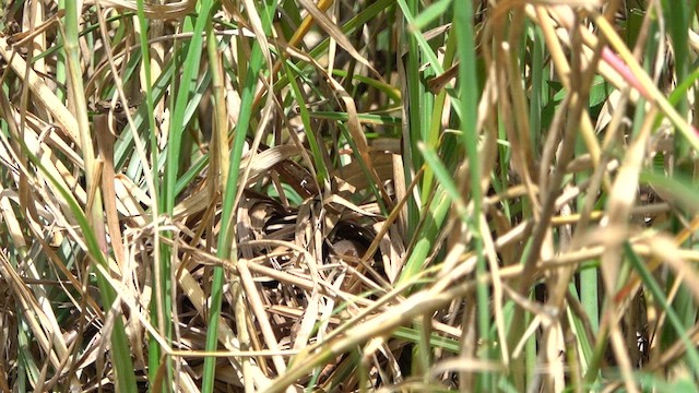 Rufous-sided Crake - ML609779442