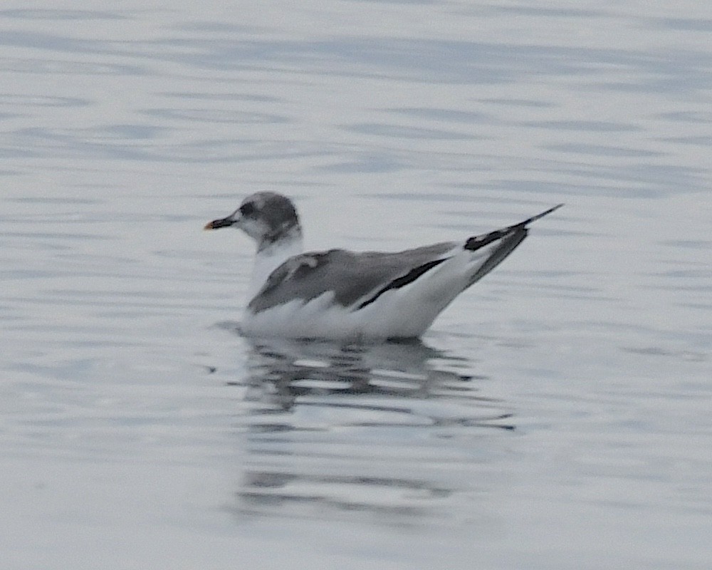 Sabine's Gull - ML609779446