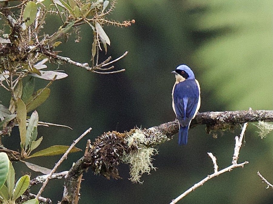 Fawn-breasted Tanager - ML609779496