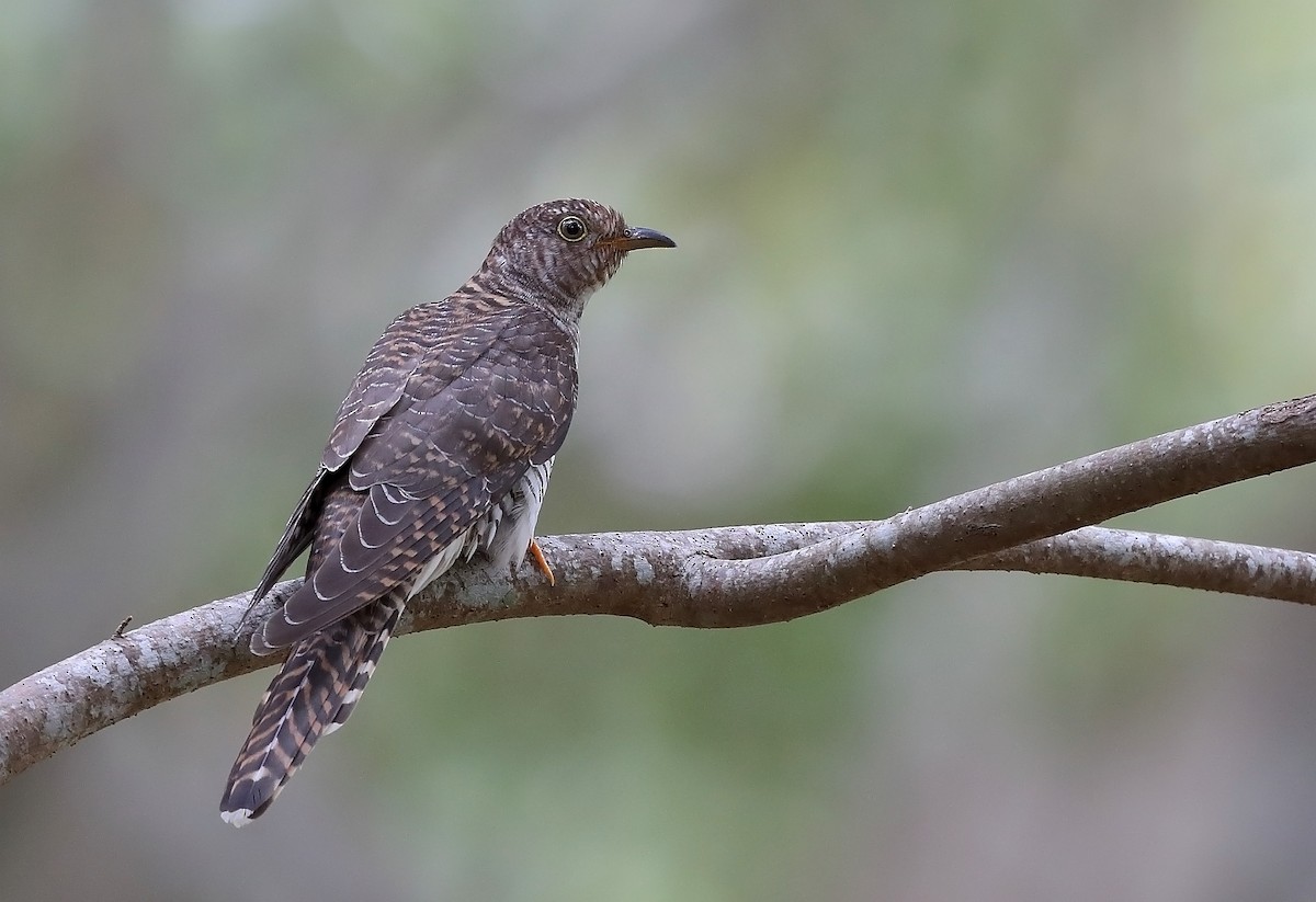 Oriental Cuckoo - ML609779503