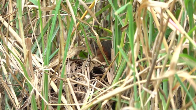 Rufous-sided Crake - ML609779509