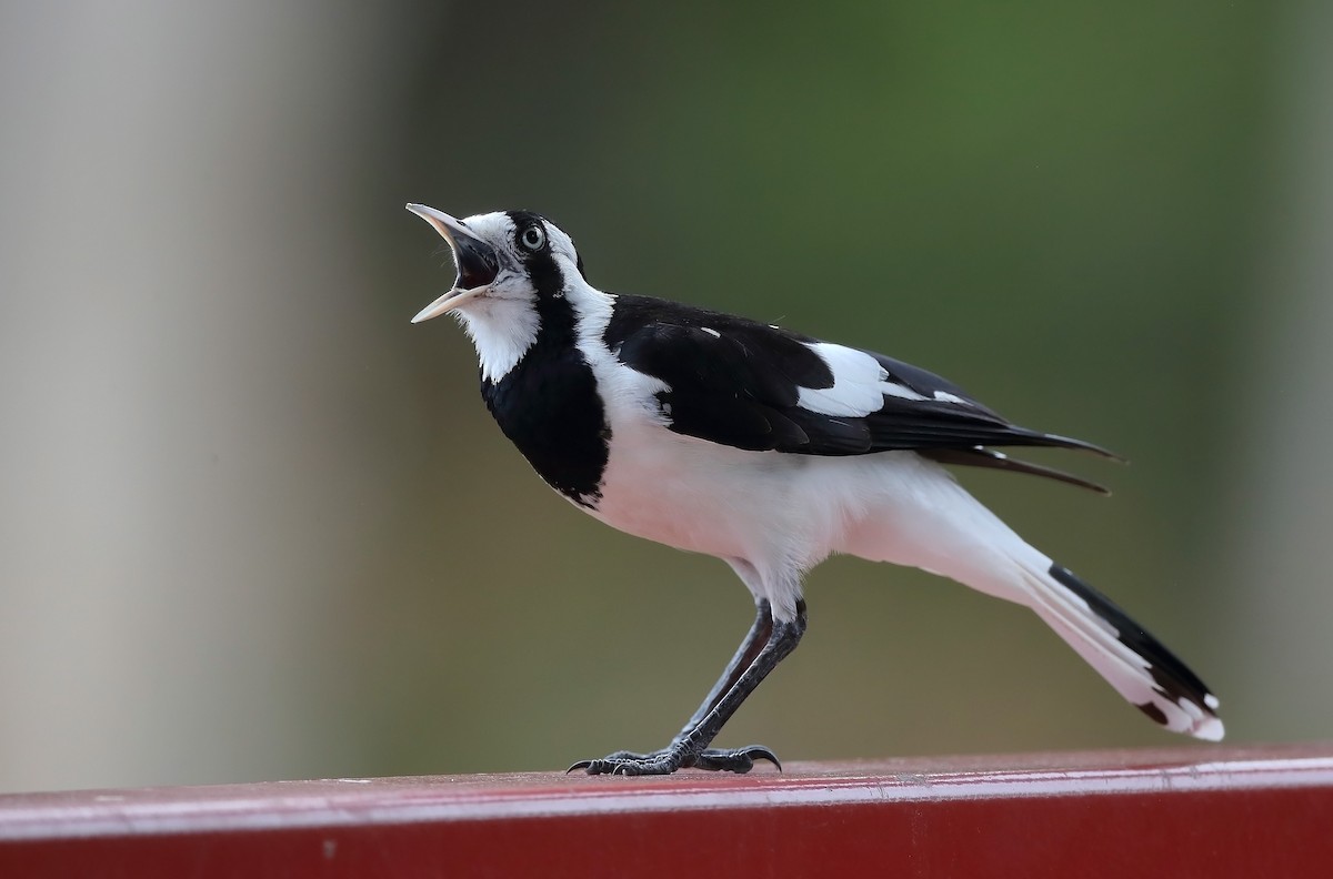 Magpie-lark - ML609779531