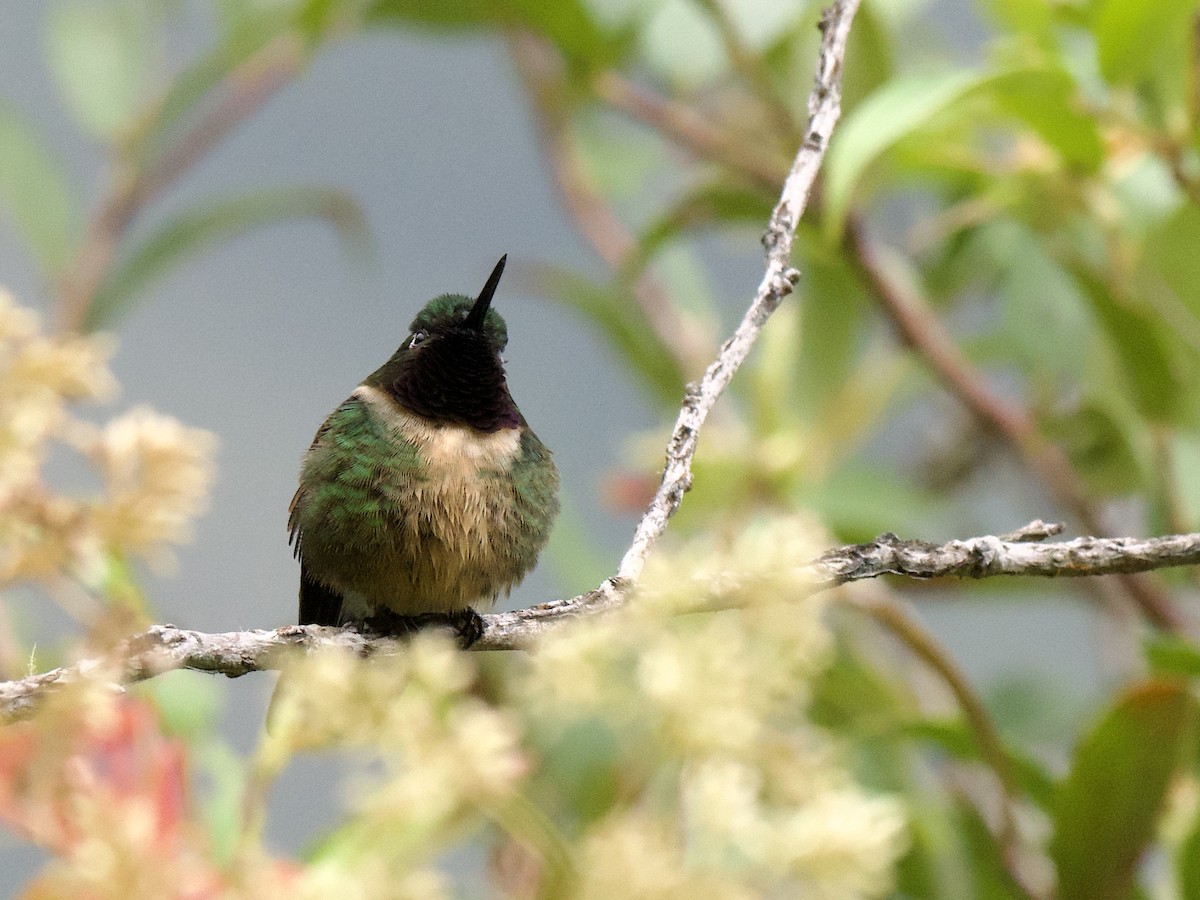 Colibrí Gorjiamatista (grupo amethysticollis) - ML609779533