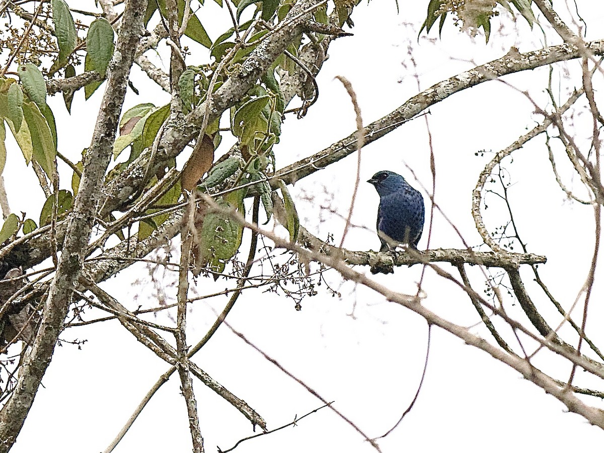 Blue-and-black Tanager - ML609779550