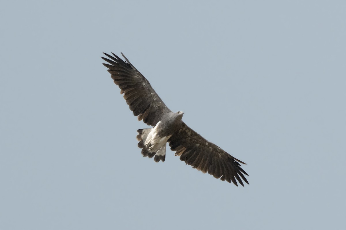 Lesser Fish-Eagle - ML609779557