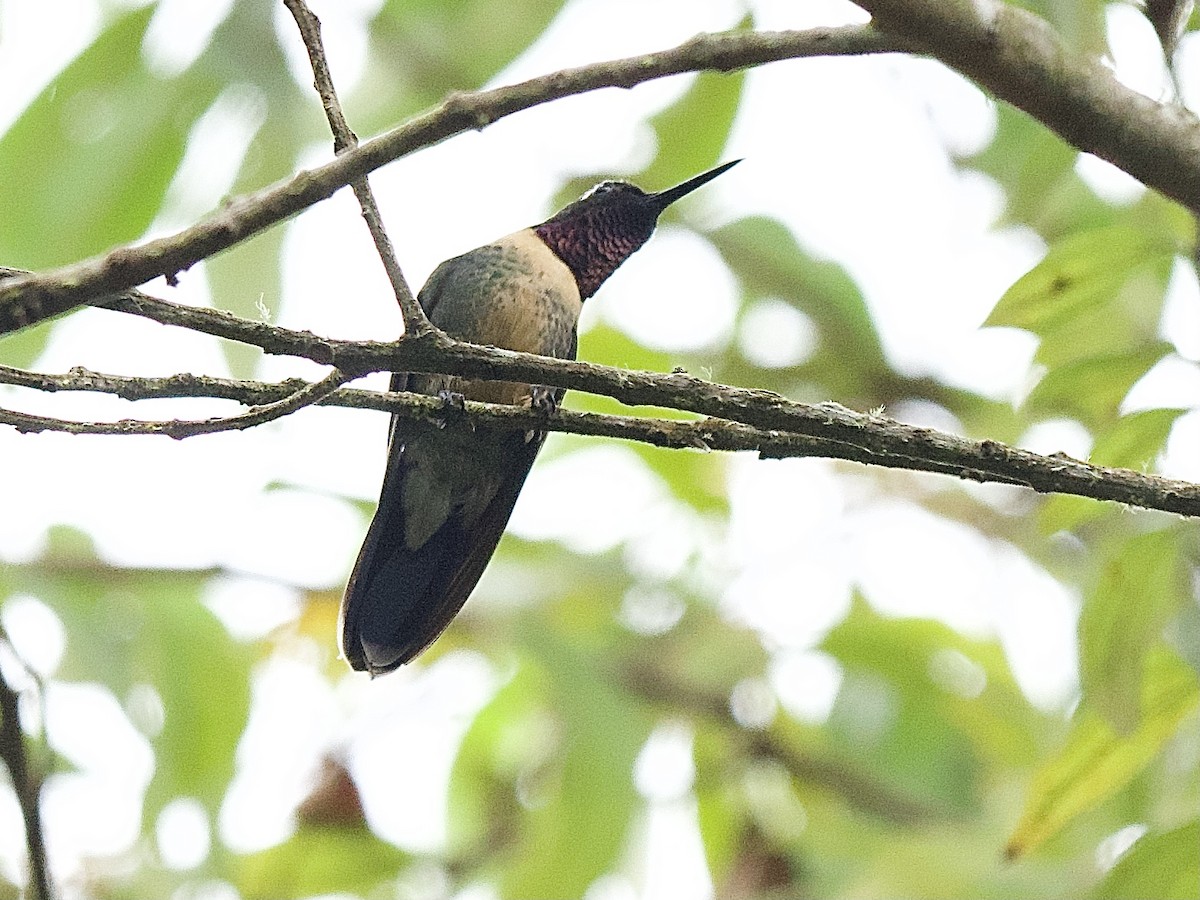 Colibrí Gorjiamatista (grupo amethysticollis) - ML609779566