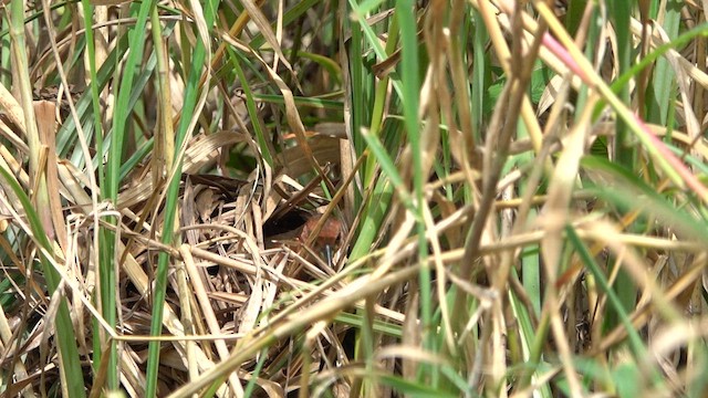 Rufous-sided Crake - ML609779605