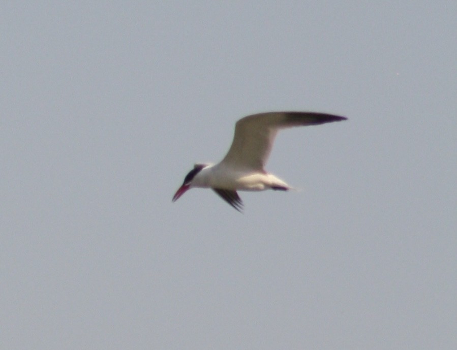 Caspian Tern - ML609779719