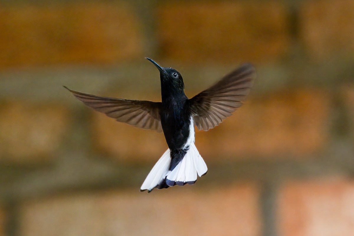 kolibřík černobílý - ML609779916