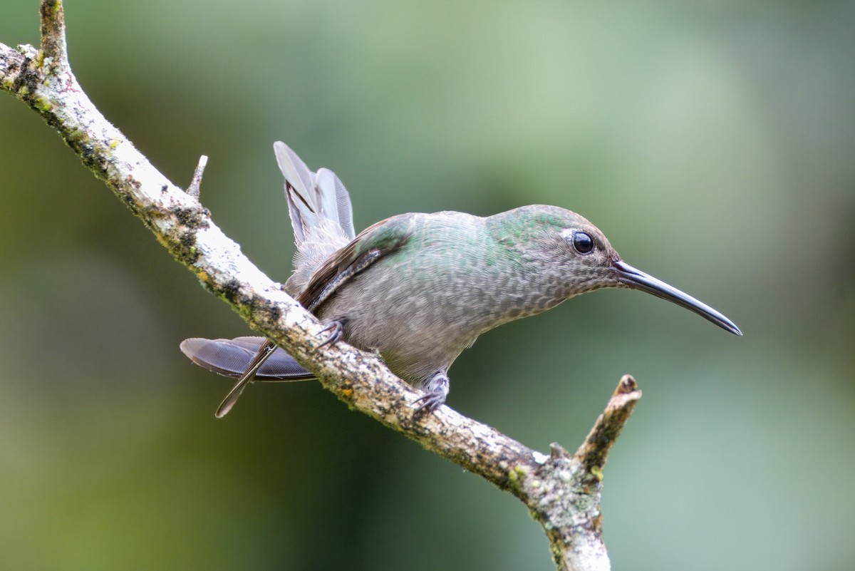 Sombre Hummingbird - Fabiano Souto Rosa
