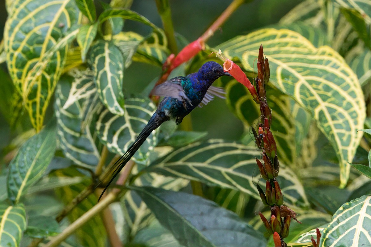 Colibrí Golondrina - ML609779981