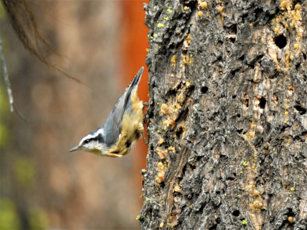 Red-breasted Nuthatch - ML609780035