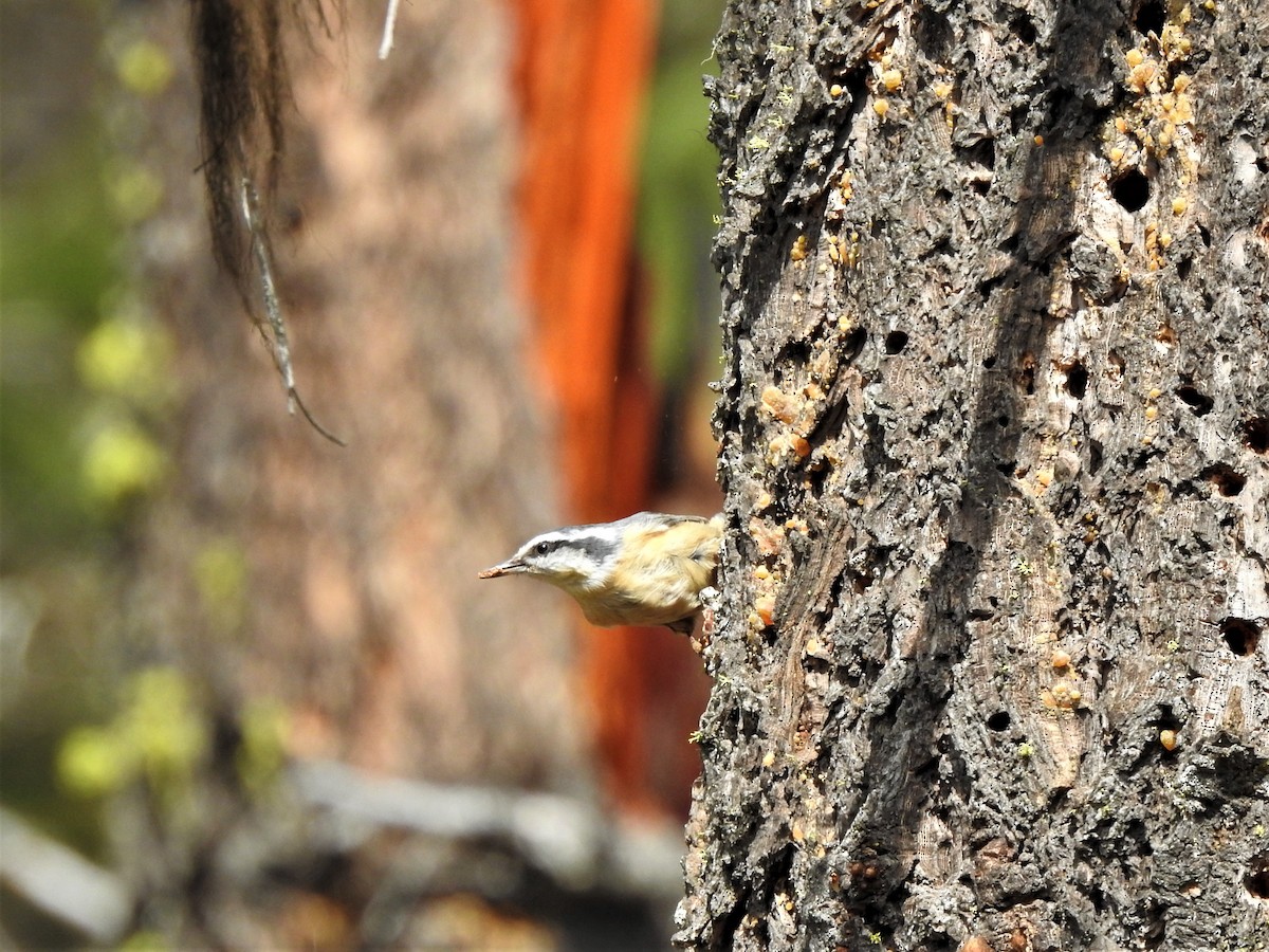 Red-breasted Nuthatch - ML609780039