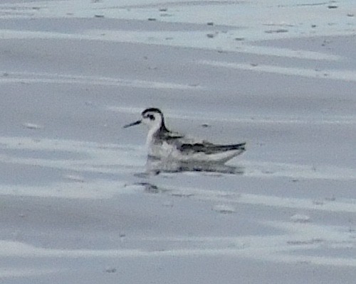 Red-necked Phalarope - ML609780058