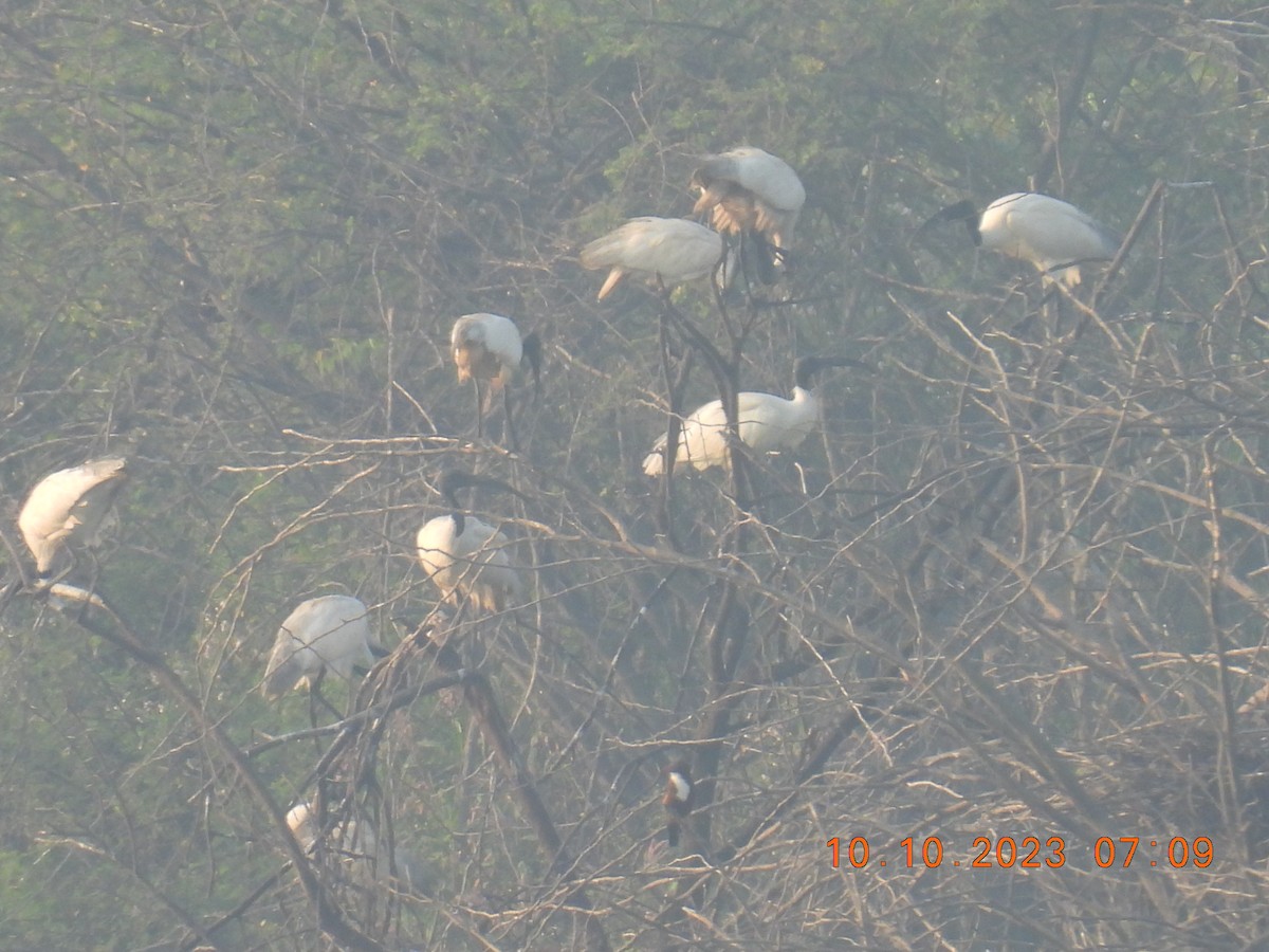 Ibis à tête noire - ML609780107