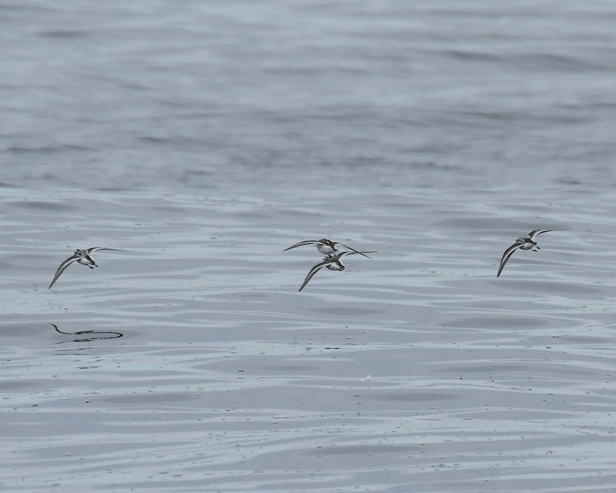 Red-necked Phalarope - ML609780118