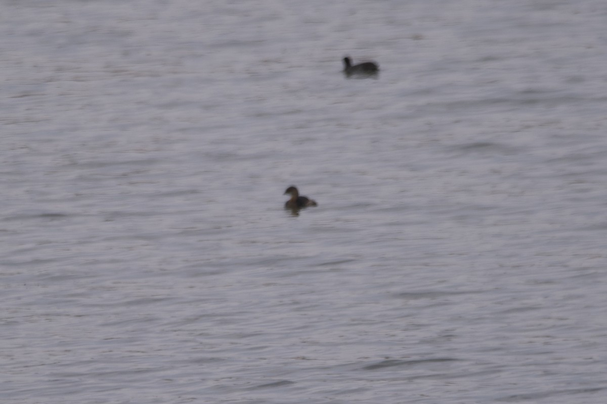 Pied-billed Grebe - ML609780150