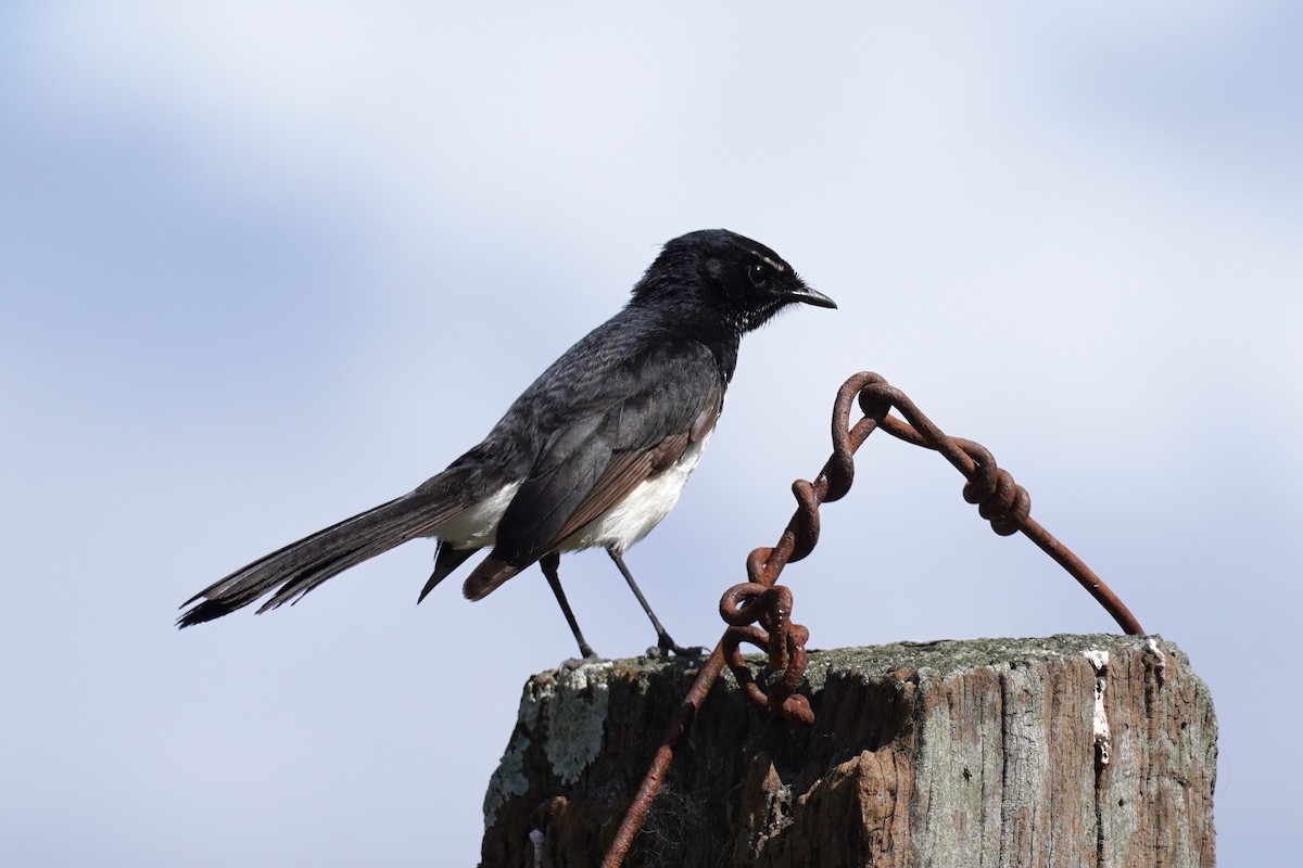 Willie-wagtail - Ellany Whelan