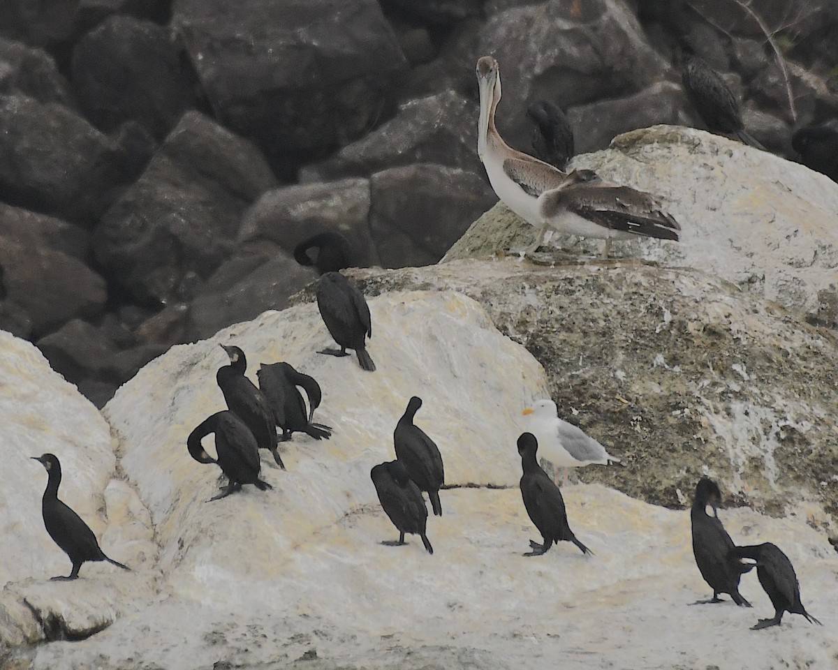 Brandt's Cormorant - ML609780219