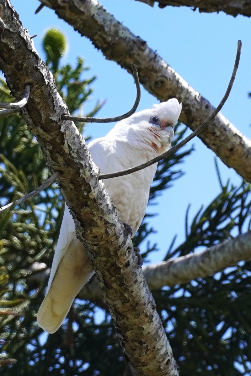 Cacatoès corella - ML609780270