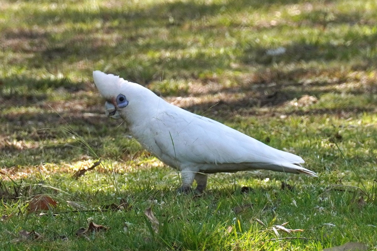 Cacatúa Sanguínea - ML609780271