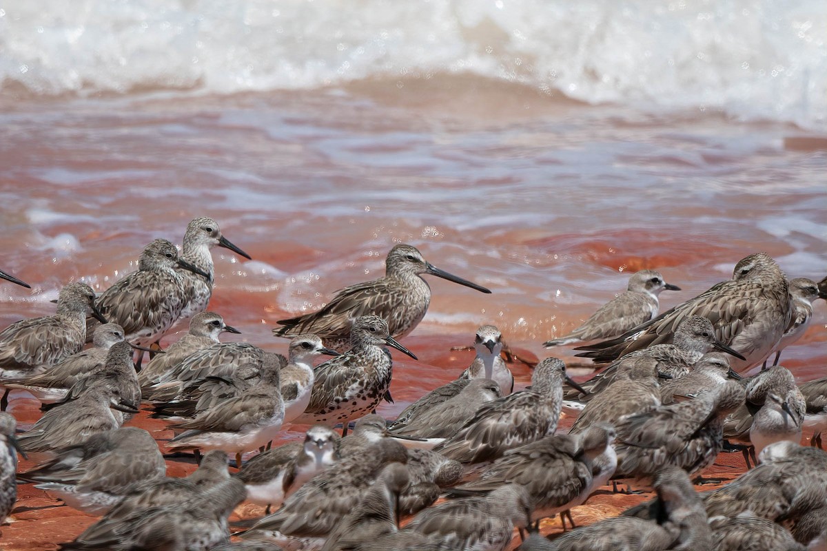 Asian Dowitcher - ML609780400