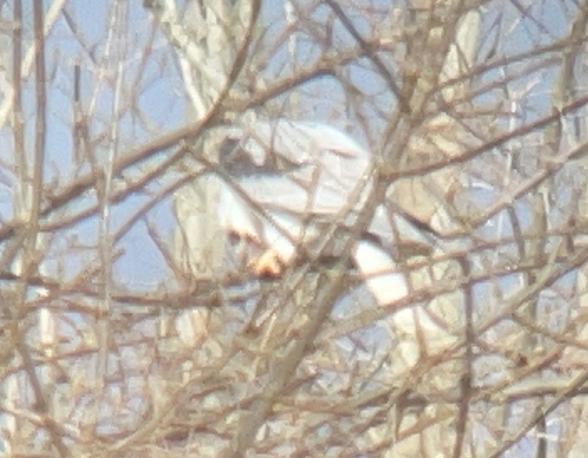 White-tailed Kite - ML609780405