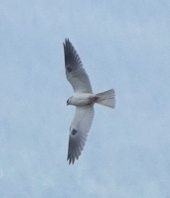 White-tailed Kite - ML609780410
