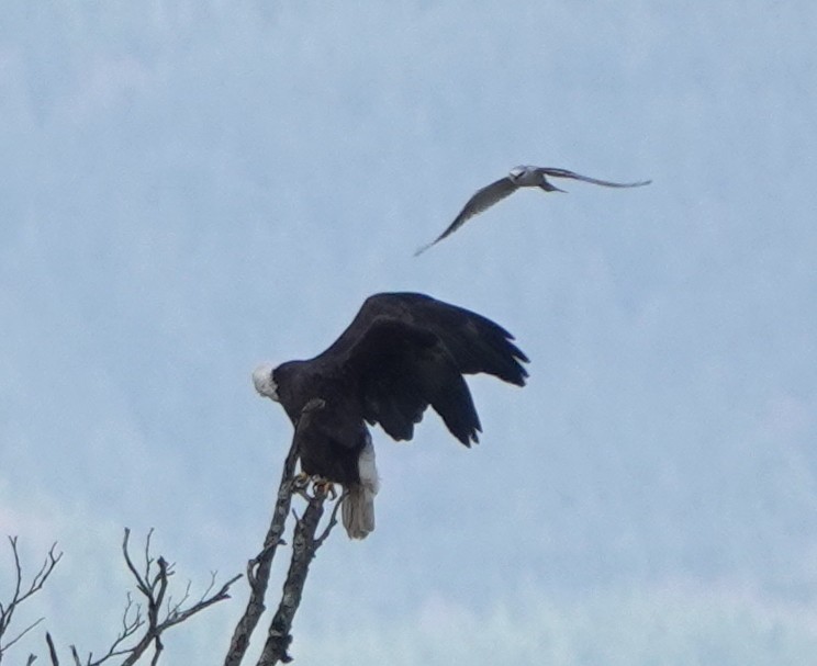 White-tailed Kite - ML609780415