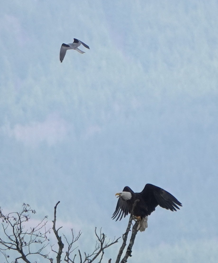 White-tailed Kite - ML609780416